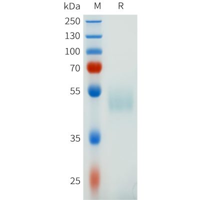 sp-pme101640 csf1r sp1