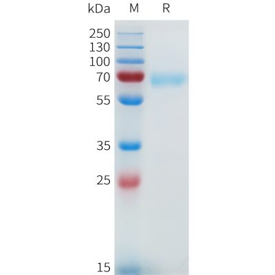 sp-pme101644 nrg1 beta1 sp1