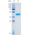 sp-pme101647 gpa33 sp1