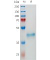 sp-pme101664 epha3 sp1