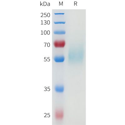 sp-pme101667 egfr sp1