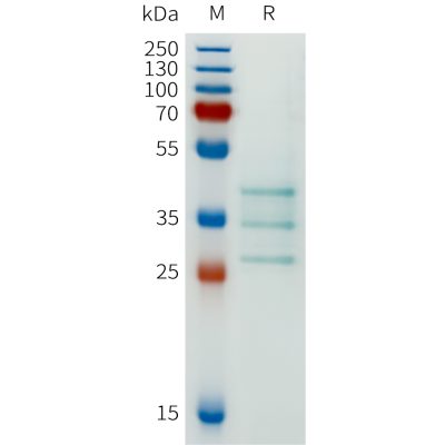 sp-pme101671 cdh6 sp1