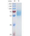 sp-pme101680 egfr sp1