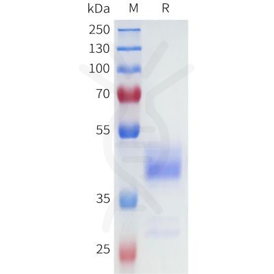 sp-pme101697 nk1r sp1