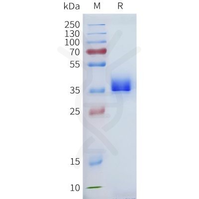 sp-pme101706 pd l1 sp1