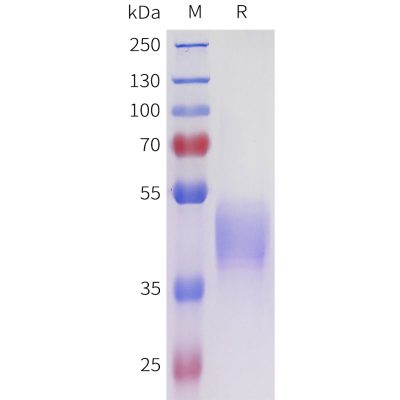 sp-pme101708 acvr2a sp1