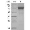 sp-pme30026 vitronectin sp1