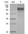 sp-pme30026 vitronectin sp1