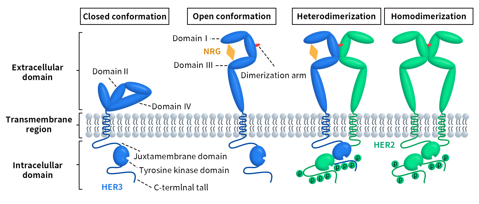 HER3/ERBB3: Dominating Cancer Therapy with ADCs and Beyond - DIMA ...