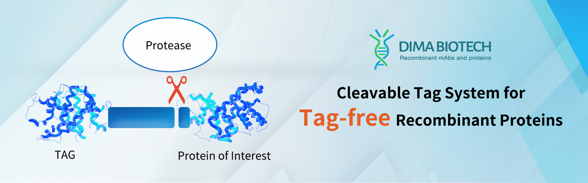 cleavable tag system for tag free recombinant protein preparation