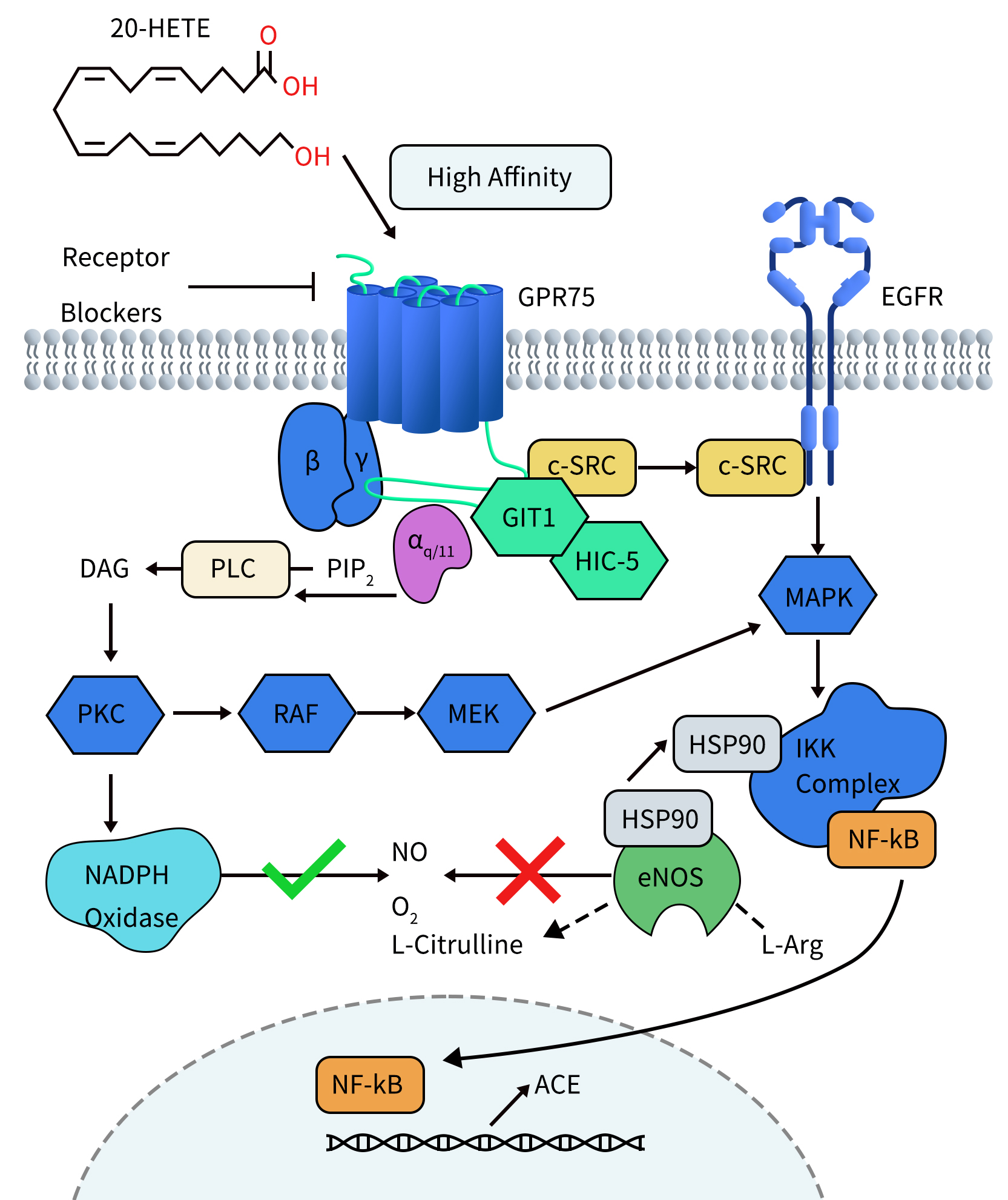 20-HETE Receptor (GPR75) Signaling in Endothelial Cells